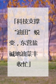 科技支撑“油田”蜕变，东营盐碱地油菜丰收忙